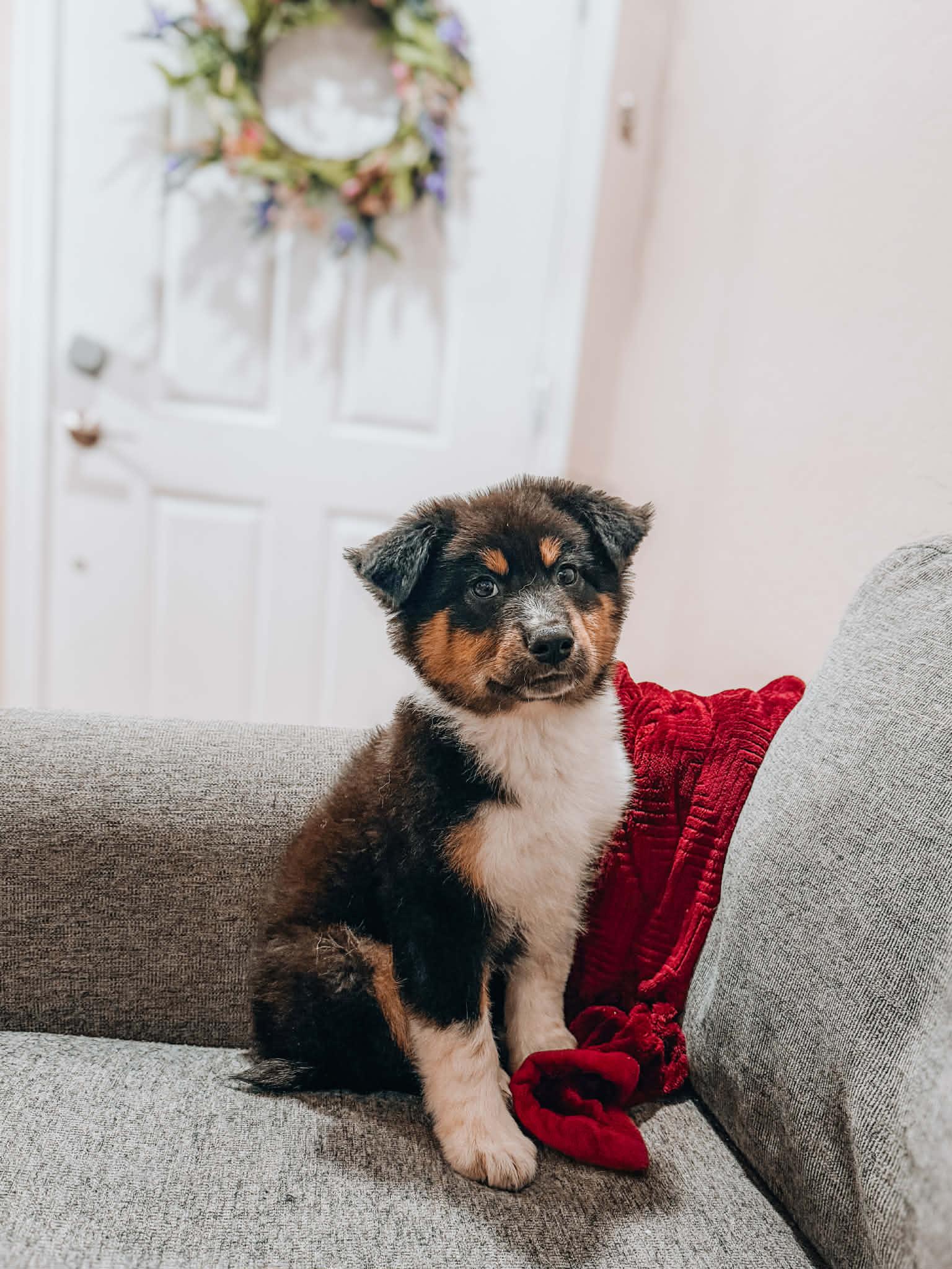 Enlarge Ridge, a ADOPTABLE Australian Shepherd in Goodyear, AZ image 1/1