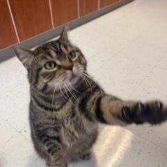 Abner, a Adopted Domestic Short Hair in Albany, NY image 4/5