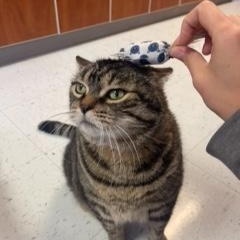 Abner, a Adopted Domestic Short Hair in Albany, NY image 5/5