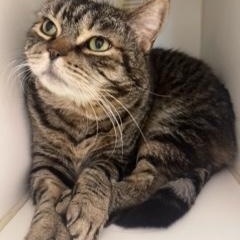 Abner, a Adopted Domestic Short Hair in Albany, NY image 2/5