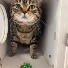 Abner, a Adopted Domestic Short Hair in Albany, NY image 1/5