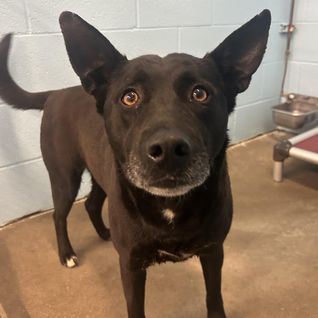 Violet, Adoptable, Adult Female Cattle Dog & Mixed Breed.