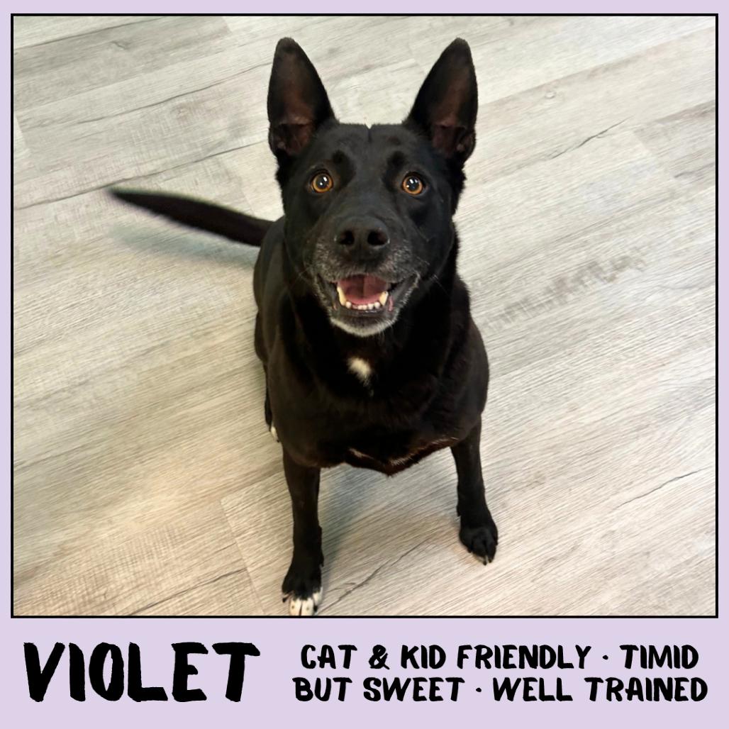 Enlarge Violet, a Adoptable mixed breed in Emporia, KS image 2/6