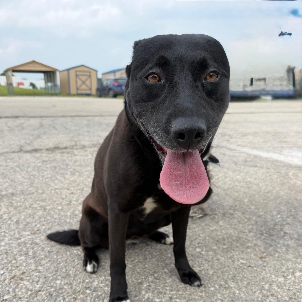 Enlarge Violet, a Adoptable mixed breed in Emporia, KS image 2/6