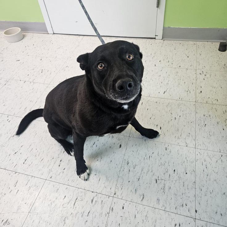Enlarge Violet, a Adoptable mixed breed in Emporia, KS image 3/6