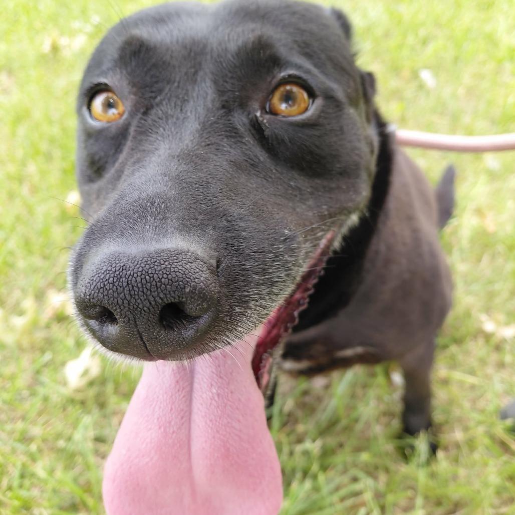 Enlarge Violet, a Adoptable mixed breed in Emporia, KS image 4/6