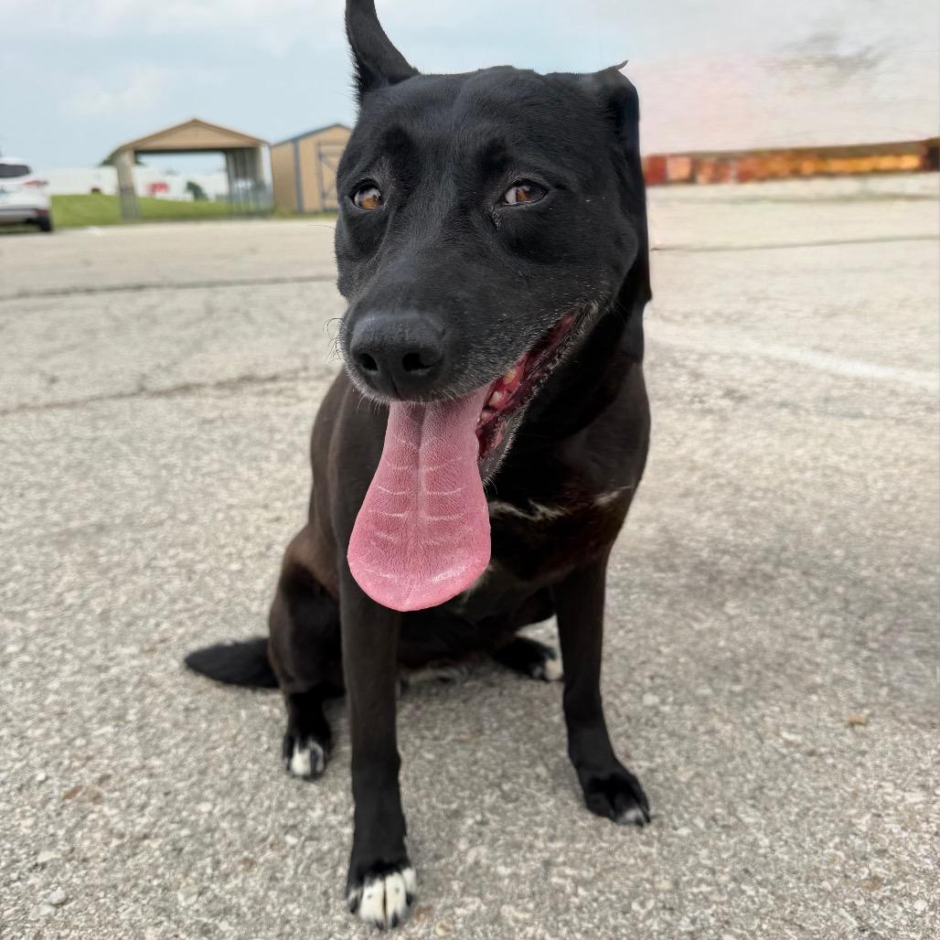 Enlarge Violet, a Adoptable mixed breed in Emporia, KS image 5/6
