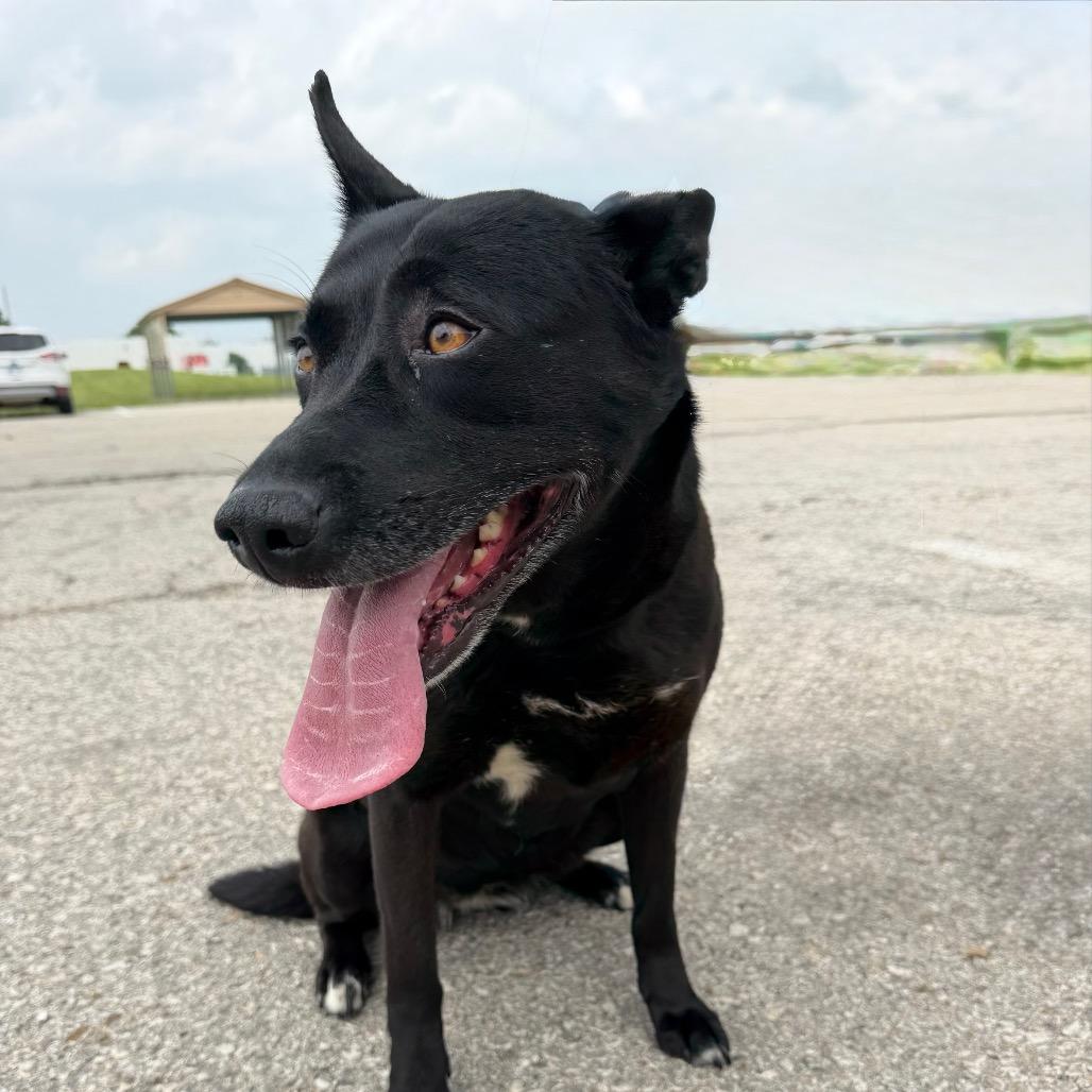 Enlarge Violet, a Adoptable mixed breed in Emporia, KS image 6/6