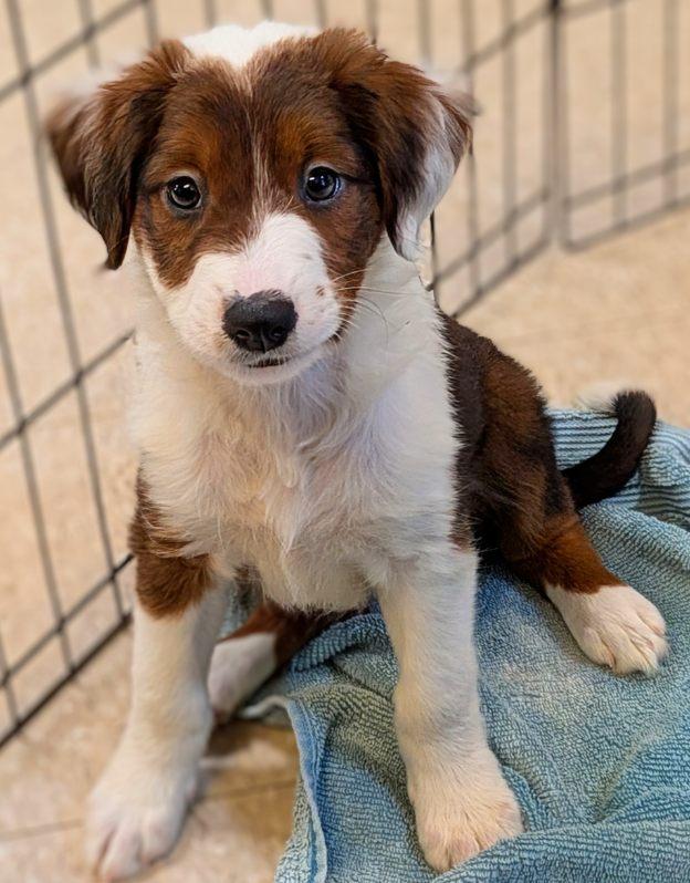 Labor Day puppies, a Adopted mixed breed in Fair Oaks Ranch, TX image 4/5