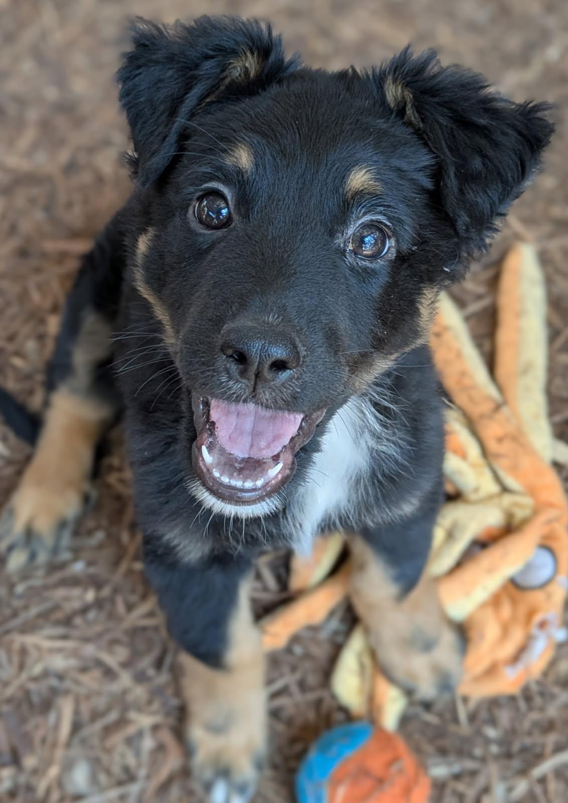 Labor Day puppies, a Adopted mixed breed in Fair Oaks Ranch, TX image 3/5