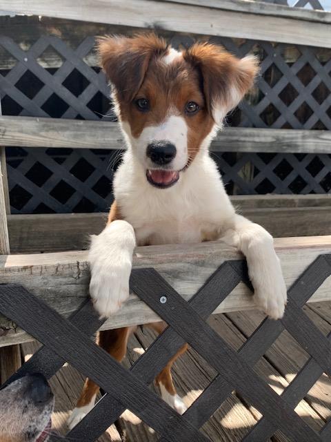 Labor Day puppies, a Adopted mixed breed in Fair Oaks Ranch, TX image 1/5