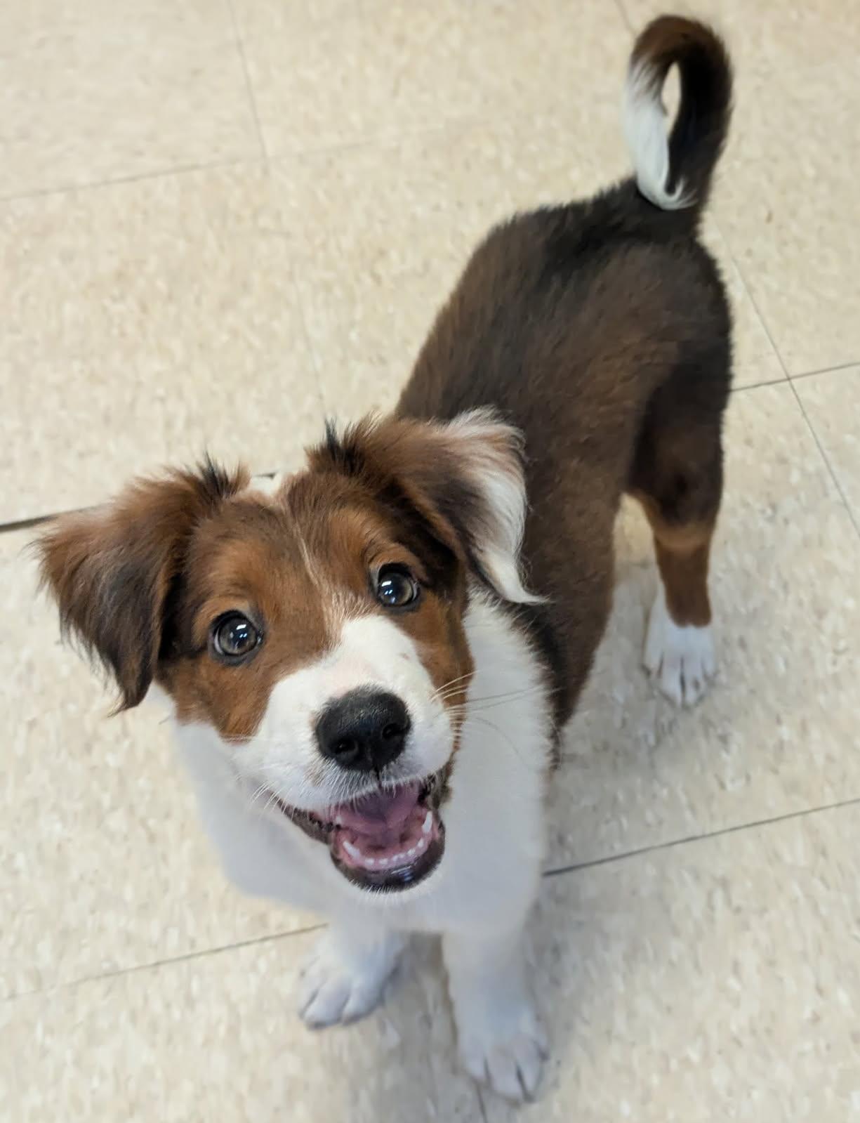 Labor Day puppies, a Adopted mixed breed in Fair Oaks Ranch, TX image 2/5