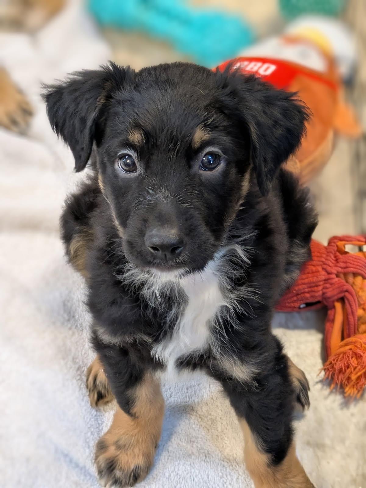 Labor Day puppies, a Adopted mixed breed in Fair Oaks Ranch, TX image 5/5