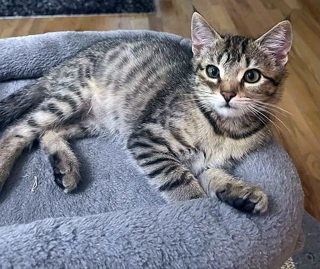 MARCY, Adoptable, Kitten Female Domestic Short Hair.