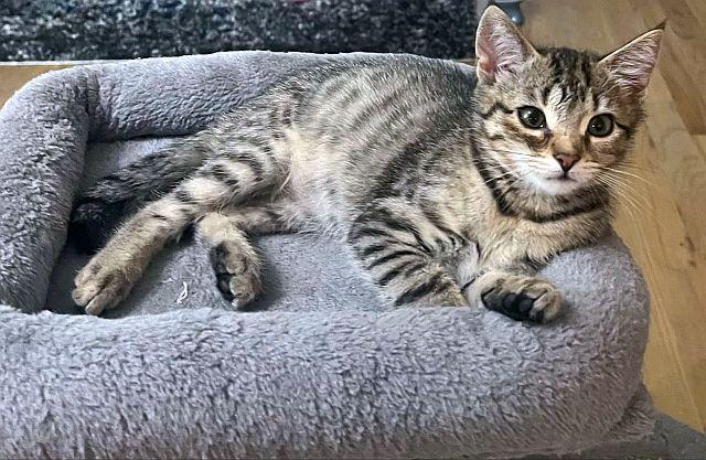 MARCY, a Adoptable Domestic Short Hair in Powder Springs, GA image 2/3