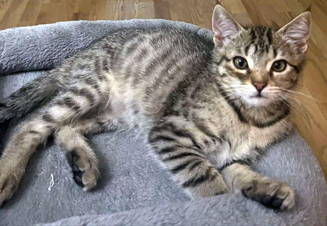 MARCY, a Adoptable Domestic Short Hair in Powder Springs, GA image 3/3