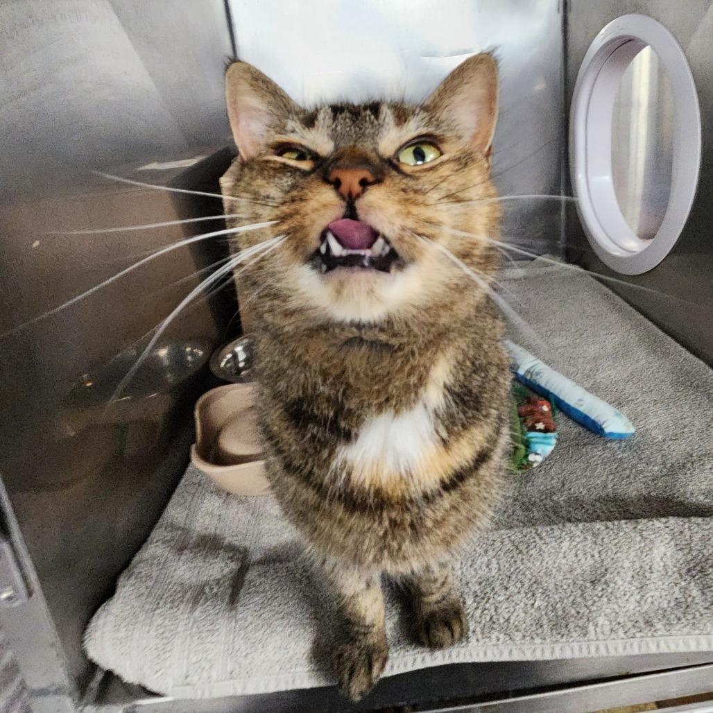 Marigold (Chow Hound Grand Haven), Adoptable, Adult Female Domestic Short Hair.