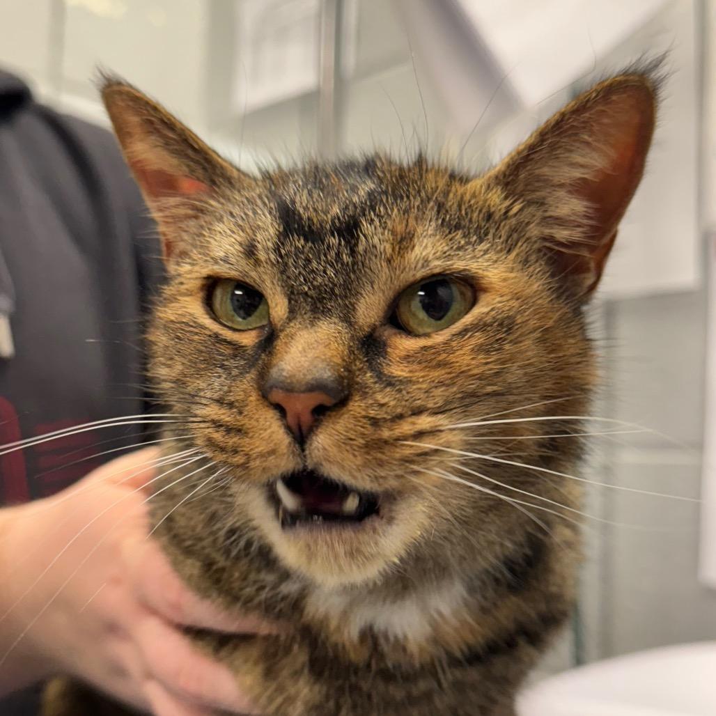 Enlarge Marigold (Chow Hound Grand Haven), a Adoptable Domestic Short Hair in West Olive, MI image 3/6