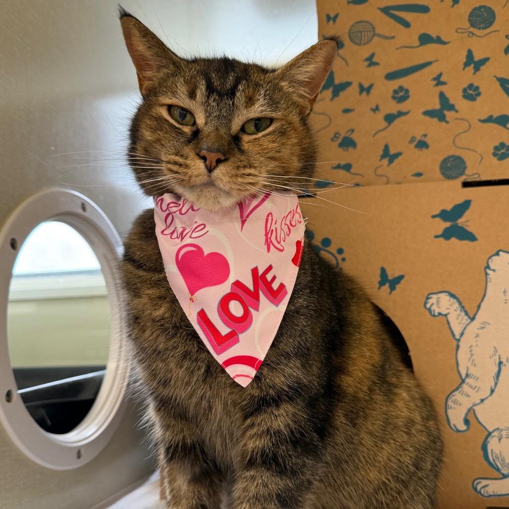 Enlarge Marigold (Chow Hound Grand Haven), a Adoptable Domestic Short Hair in West Olive, MI image 4/6