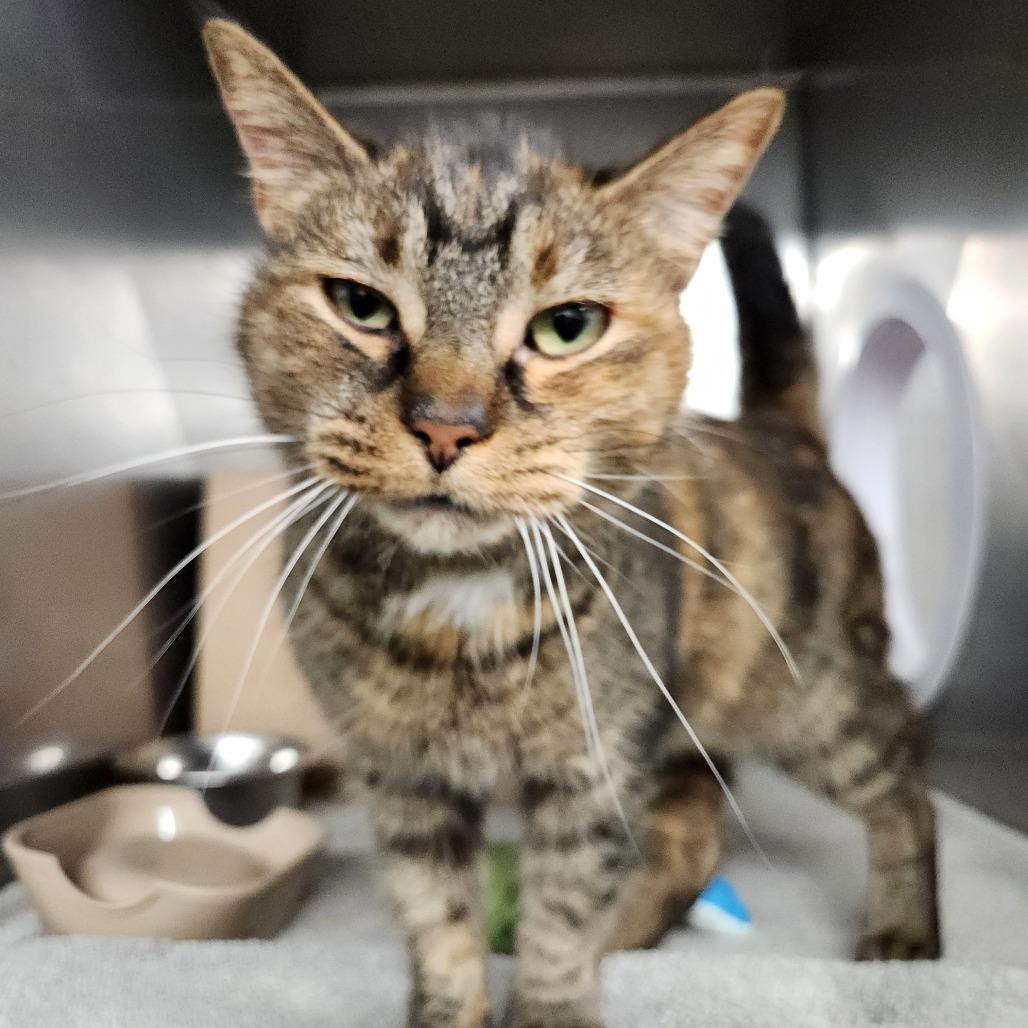 Enlarge Marigold (Chow Hound Grand Haven), a Adoptable Domestic Short Hair in West Olive, MI image 5/6