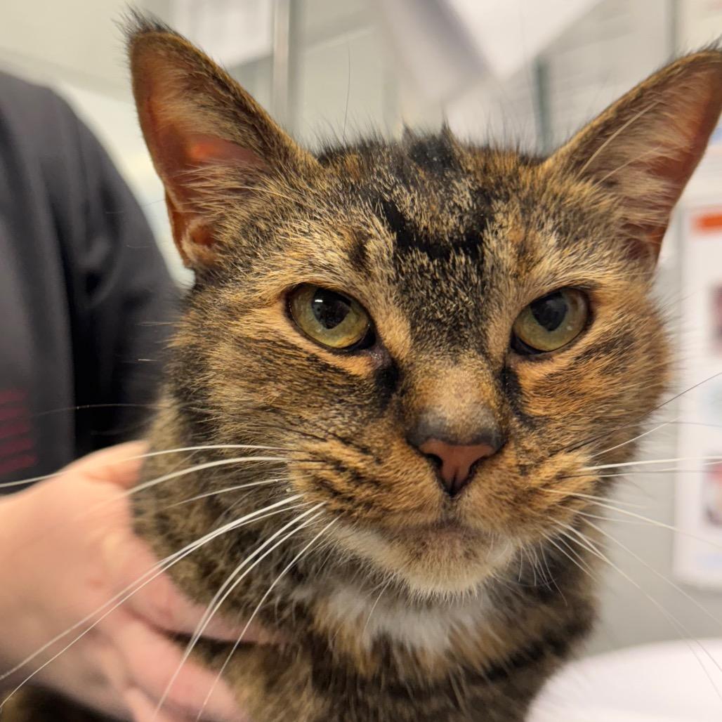 Enlarge Marigold (Chow Hound Grand Haven), a Adoptable Domestic Short Hair in West Olive, MI image 6/6