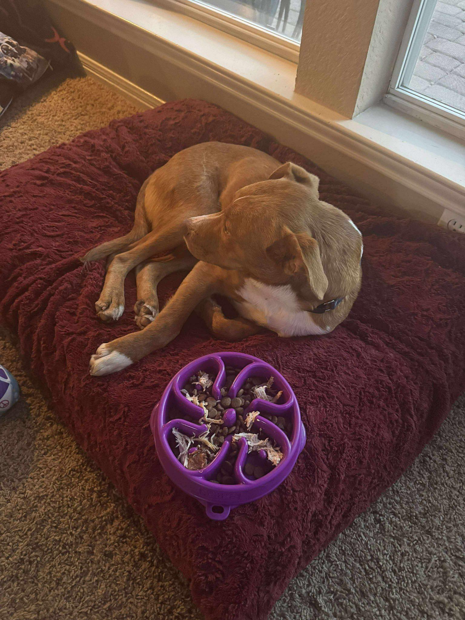 Enlarge Chance, a ADOPTABLE mixed breed in Woodstock, ON image 2/5