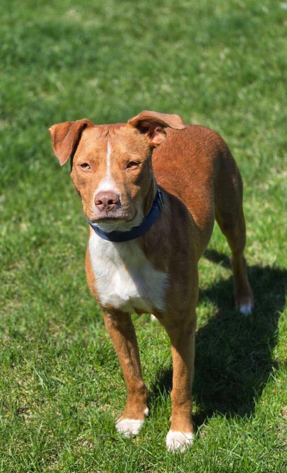 Chance, a ADOPTABLE mixed breed in Woodstock, ON image 1/6