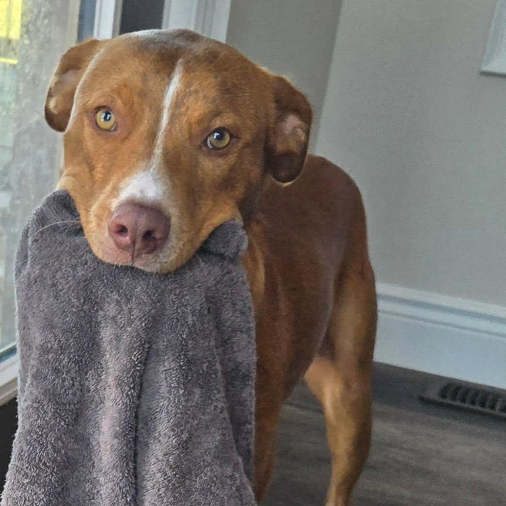 Chance, a ADOPTABLE mixed breed in Woodstock, ON image 2/6
