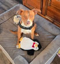 Chance, ADOPTABLE, Young Male Labrador Retriever.