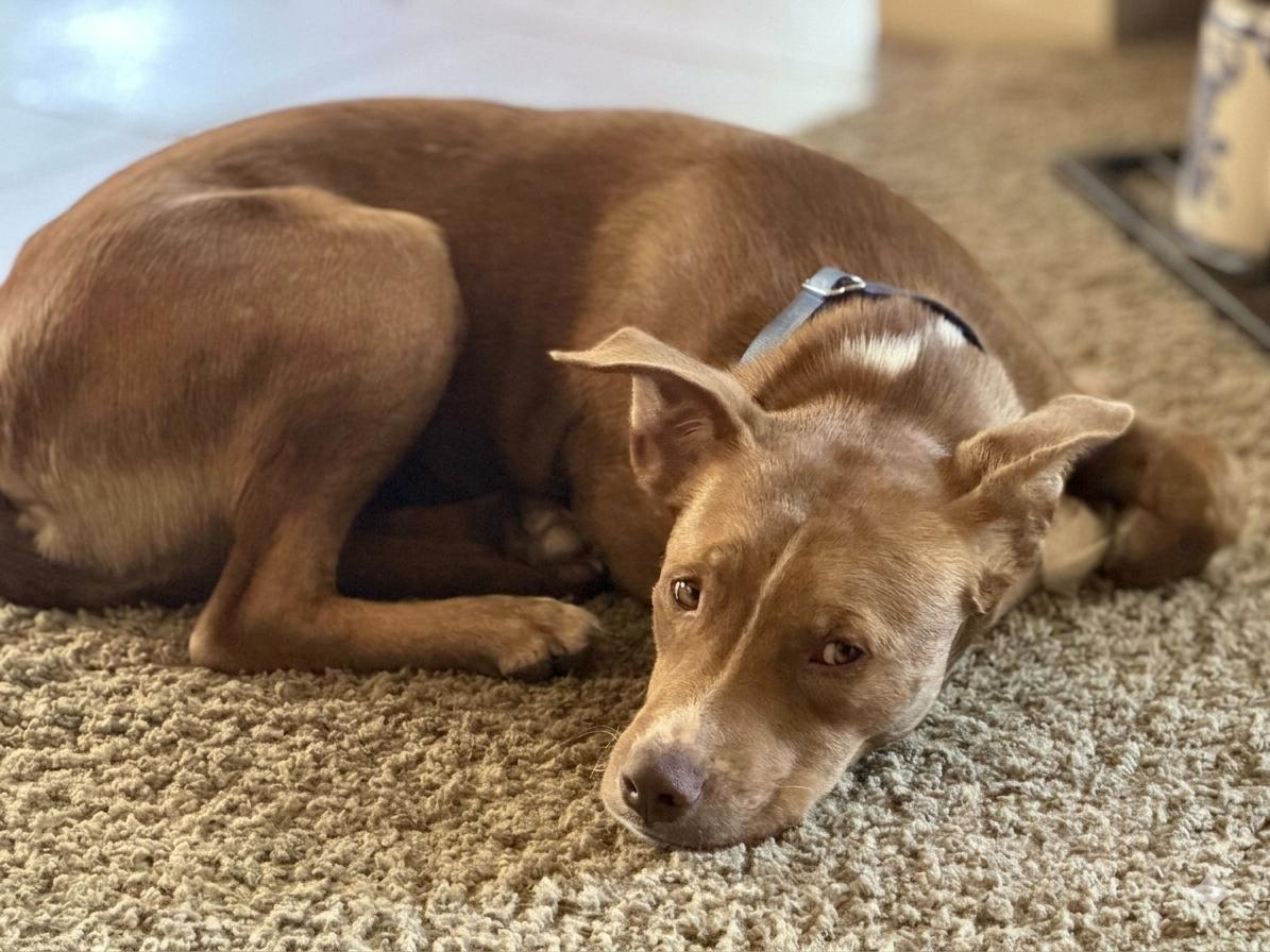 Enlarge Chance, a ADOPTABLE mixed breed in Woodstock, ON image 5/5