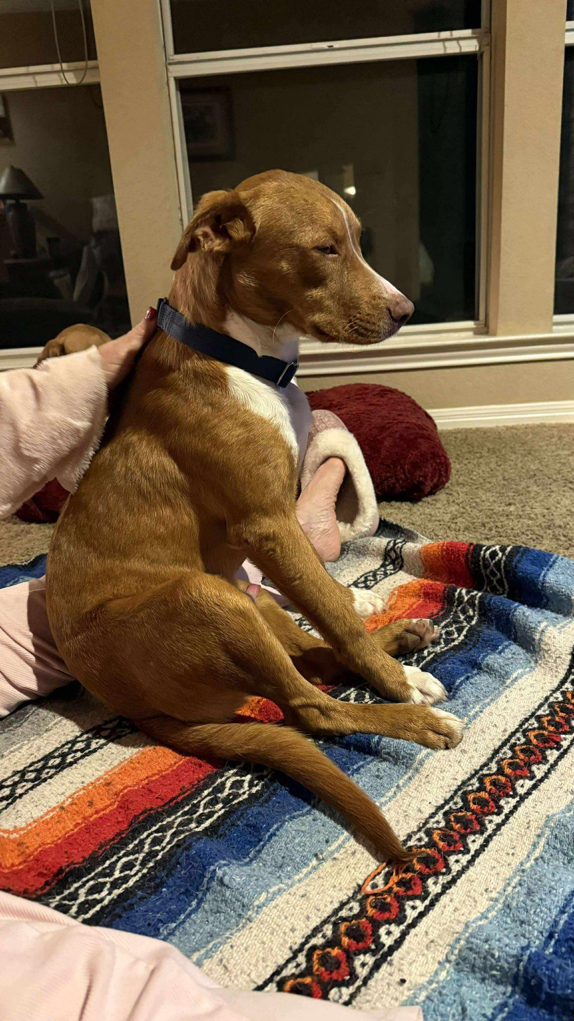 Enlarge Chance, a ADOPTABLE mixed breed in Woodstock, ON image 4/5