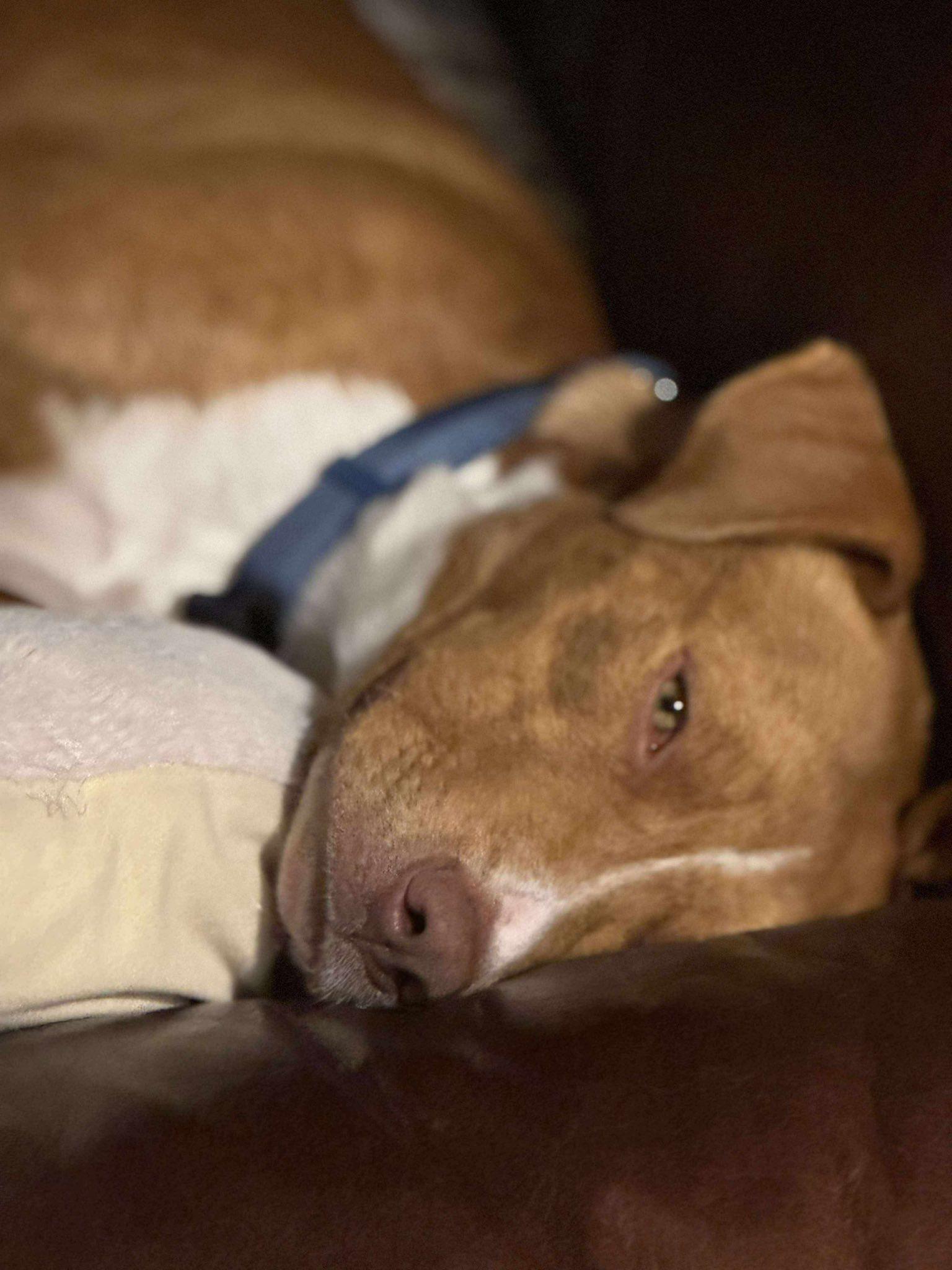 Enlarge Chance, a ADOPTABLE mixed breed in Woodstock, ON image 3/5