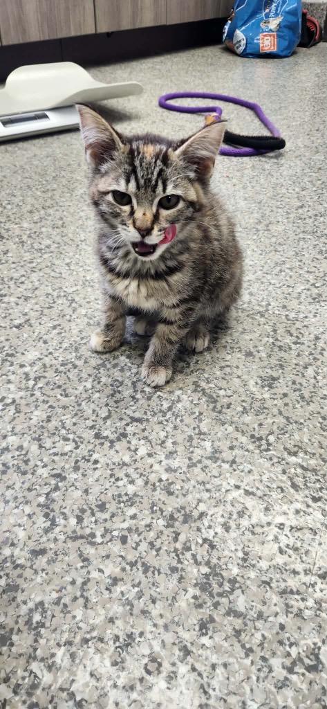 Joanna, Adoptable, Kitten Female Domestic Short Hair.