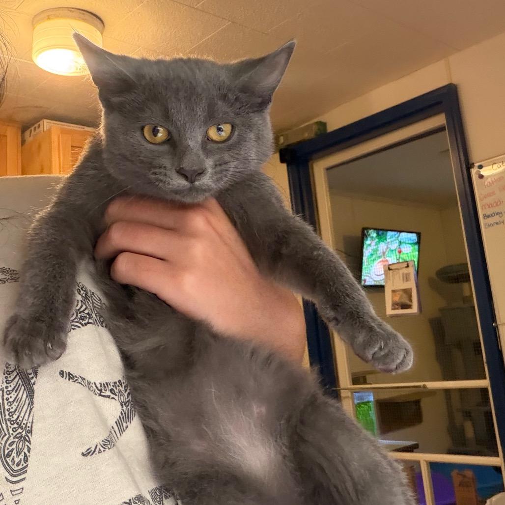 Gladys, Adoptable, Kitten Female Domestic Short Hair.