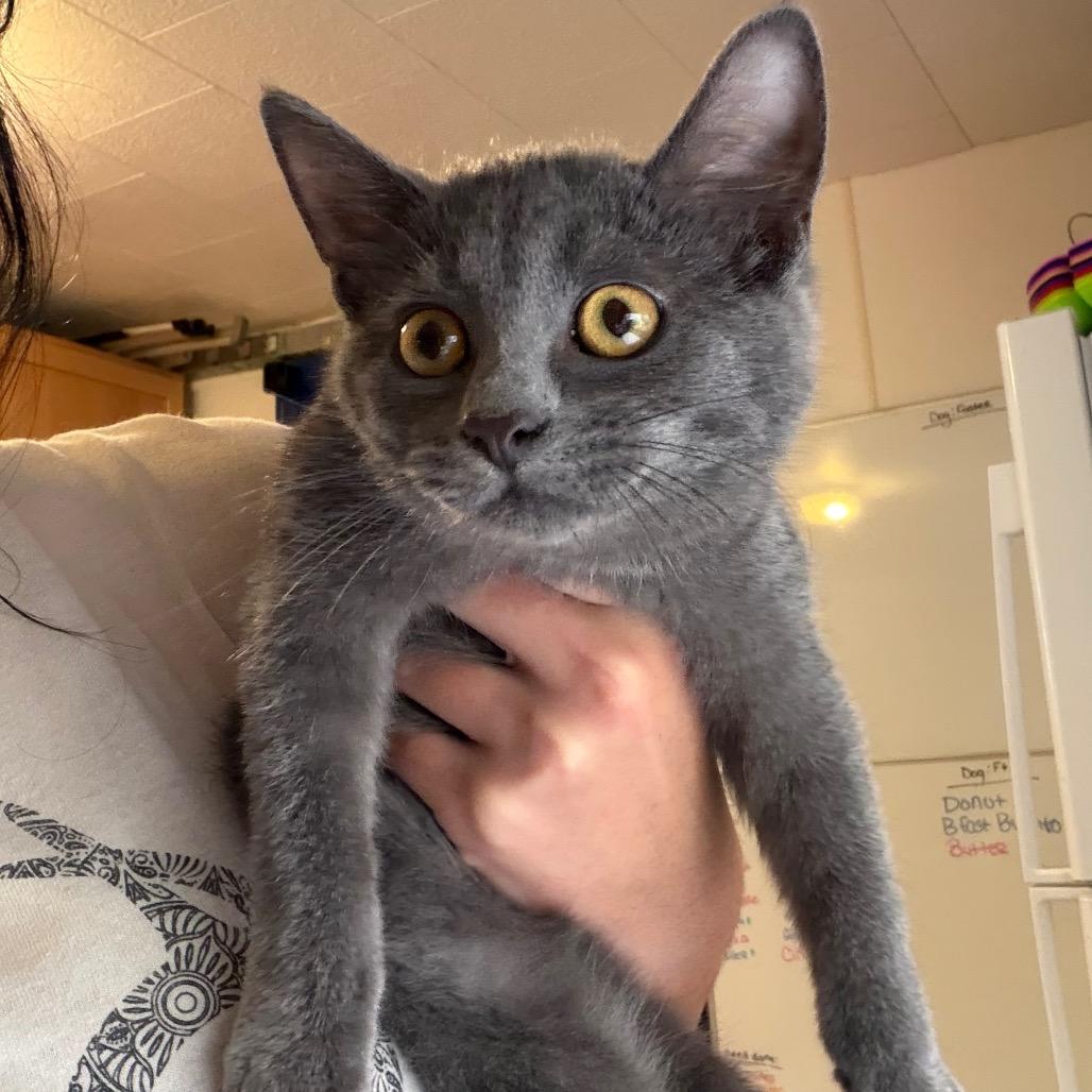 Enlarge Gladys, a Adoptable Domestic Short Hair in Hanna City, IL image 3/5