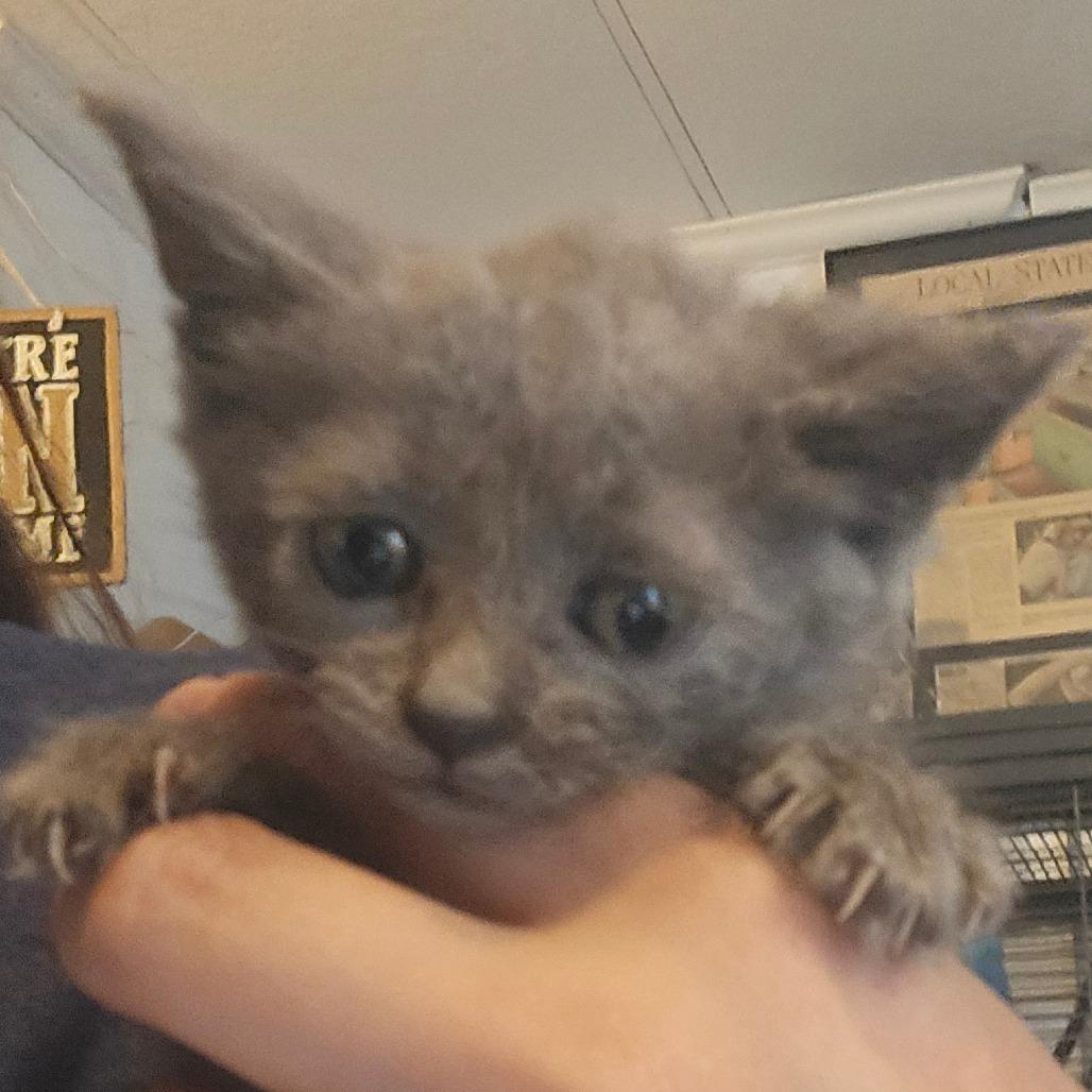 Enlarge Gladys, a Adoptable Domestic Short Hair in Hanna City, IL image 4/5