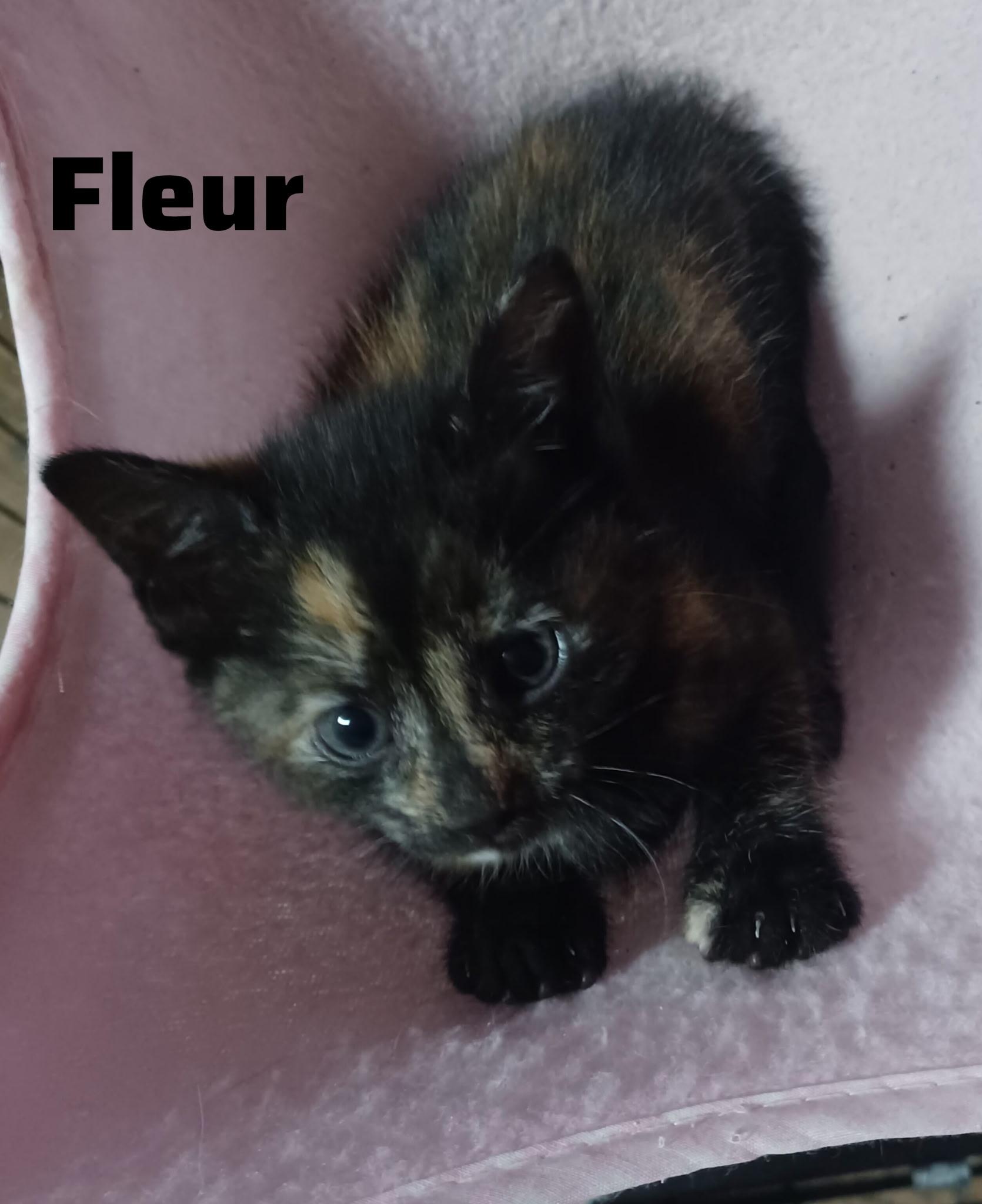 Enlarge Bleur, a Adoptable mixed breed in silver spring, MD image 1/1