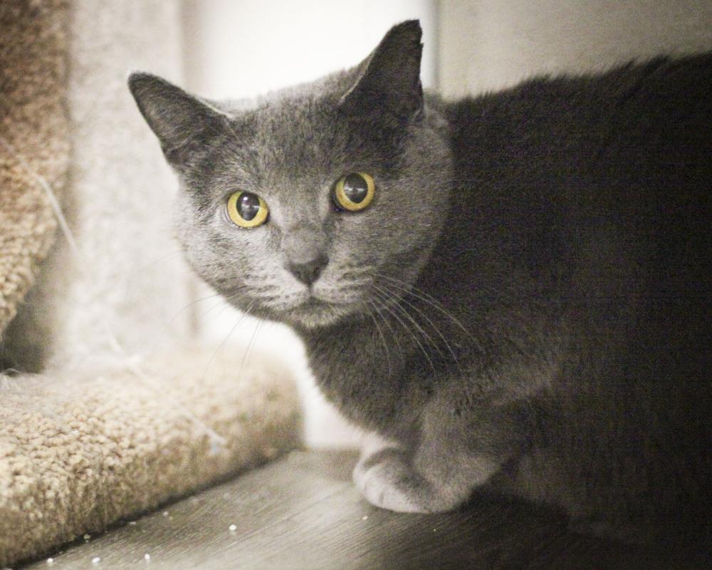 Mini-Me (S 10/21-20)), Adopted, Adult Female Domestic Short Hair.