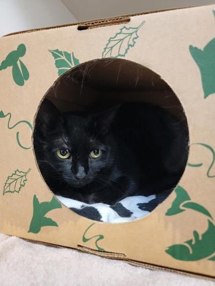 Annabelle, Adoptable, Adult Female Domestic Short Hair.