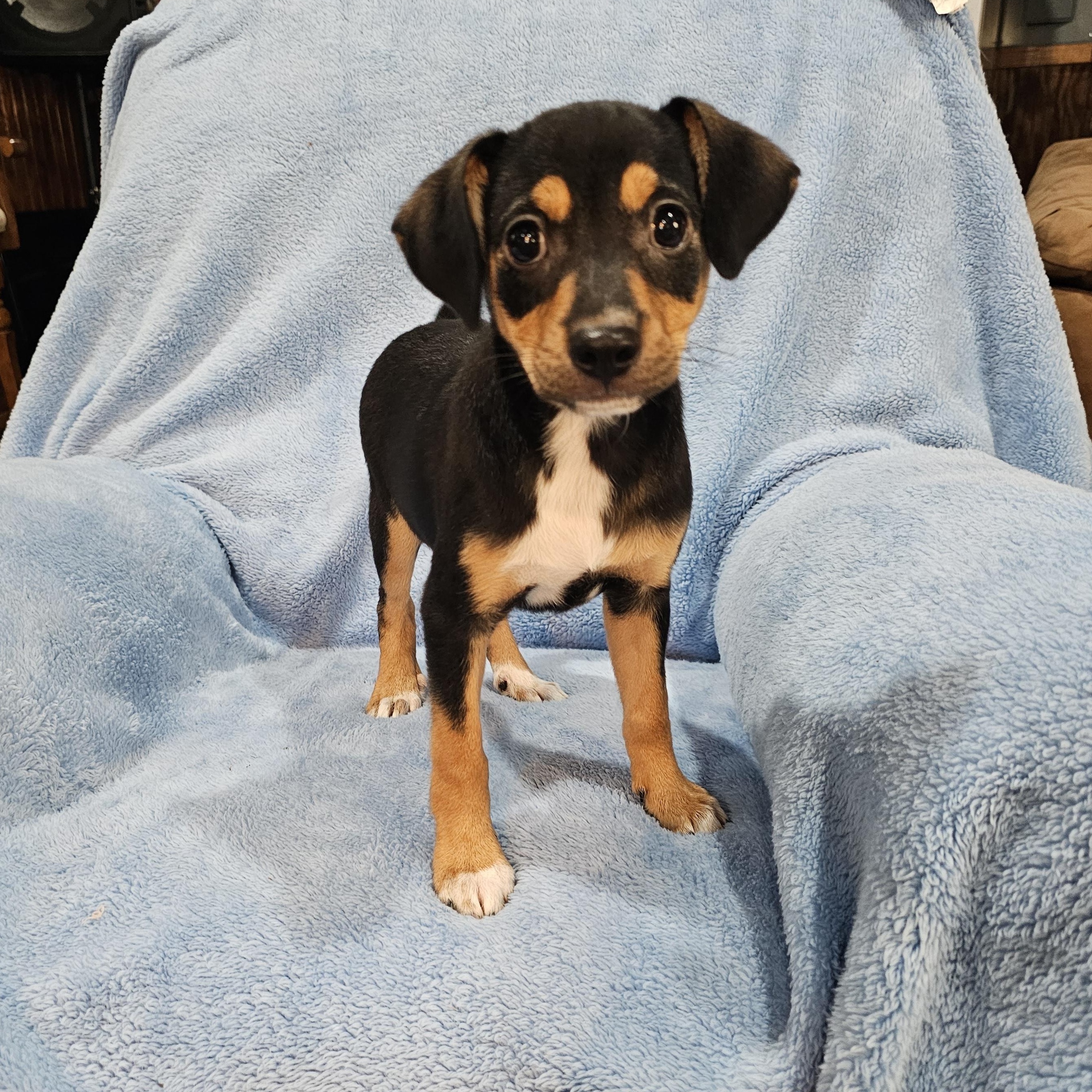 Anna, a Adopted mixed breed in Woodbridge, NJ image 3/4