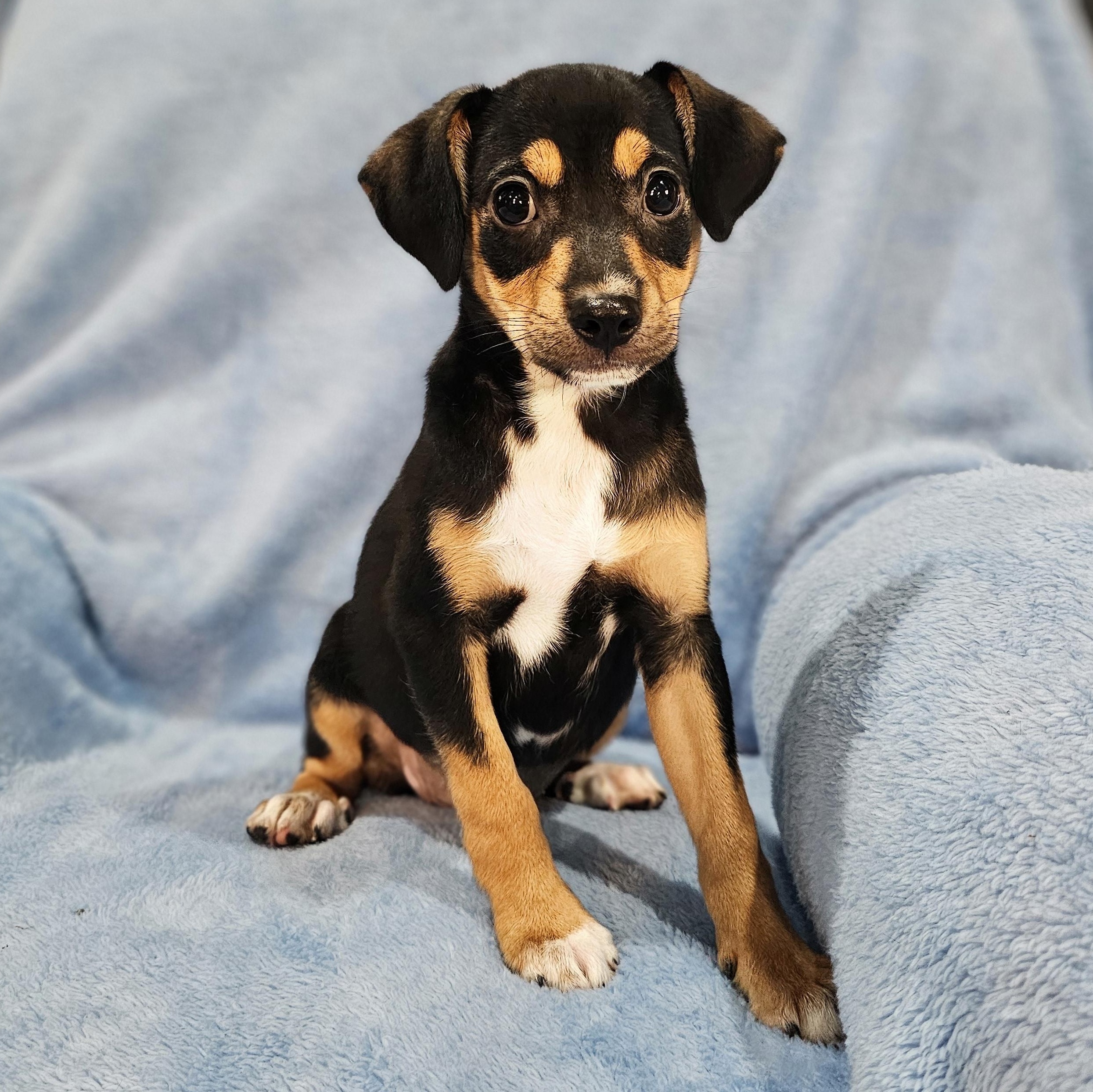 Anna, a Adopted mixed breed in Woodbridge, NJ image 2/4