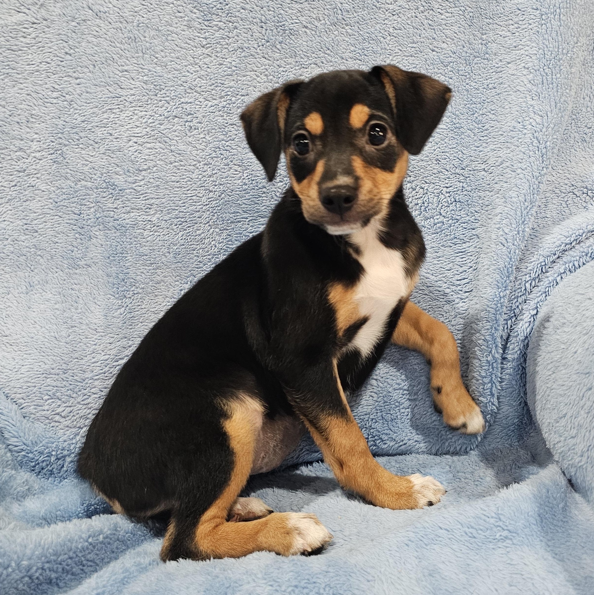 Anna, a Adopted mixed breed in Woodbridge, NJ image 4/4