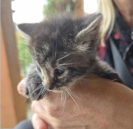 Wallace, Adoptable, Kitten Male Domestic Short Hair.