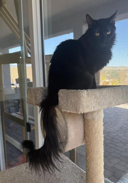 Sable The Cat with the Magnificent Tail, ADOPTABLE, Young Female Domestic Medium Hair.