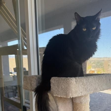 Sable The Cat with the Magnificent Tail, an adoptable Domestic Medium Hair in Prescott, AZ image 1/3