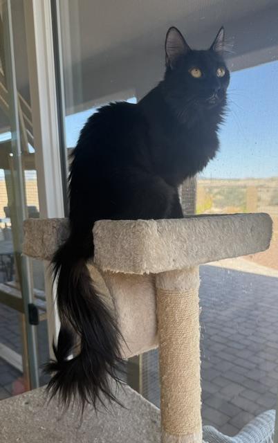 Enlarge Sable The Cat with the Magnificent Tail, a ADOPTABLE Domestic Medium Hair in Prescott, AZ image 3/3
