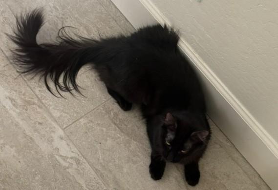 Enlarge Sable The Cat with the Magnificent Tail, a ADOPTABLE Domestic Medium Hair in Prescott, AZ image 2/3