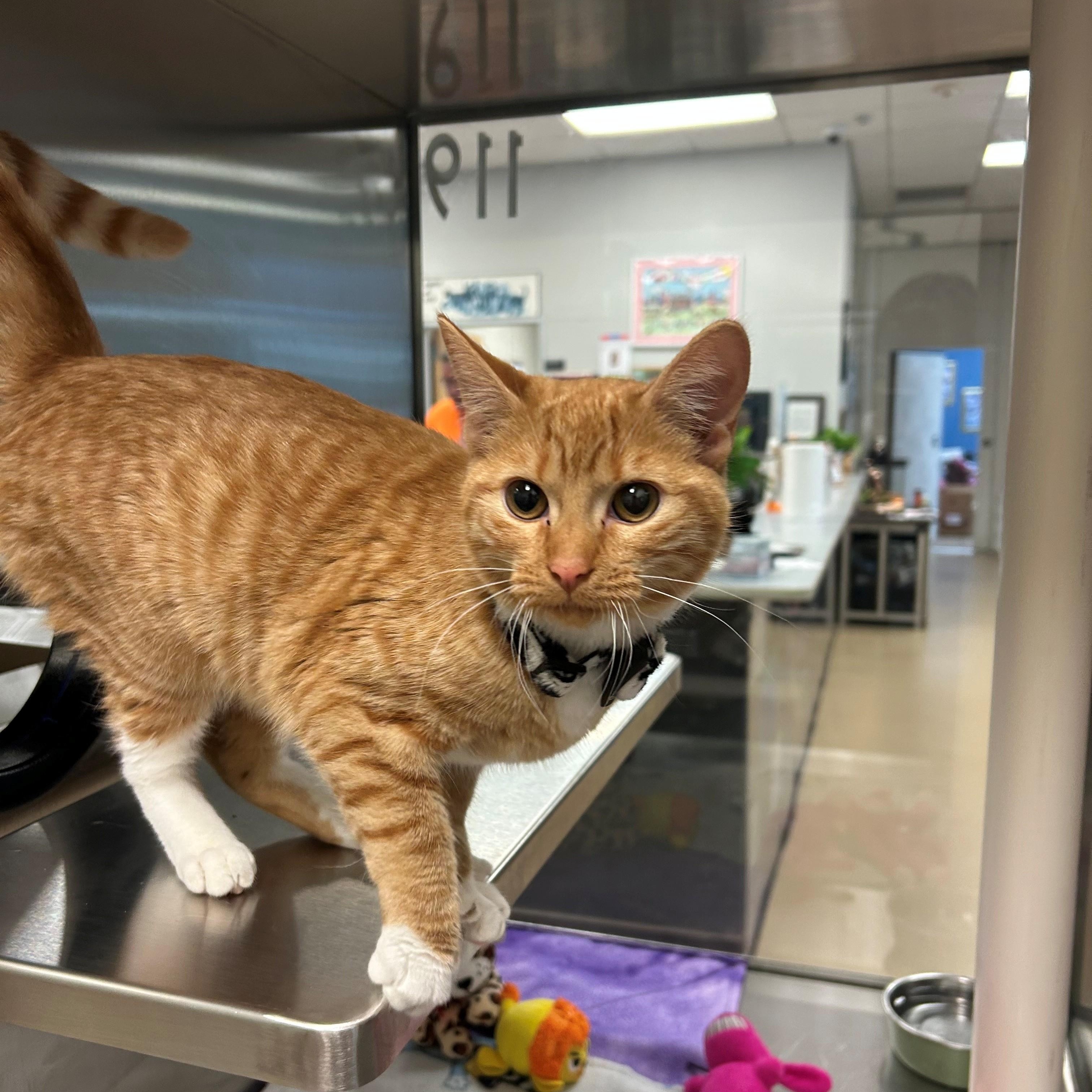 Marsha A220160, Adopted, Young Female Domestic Short Hair.
