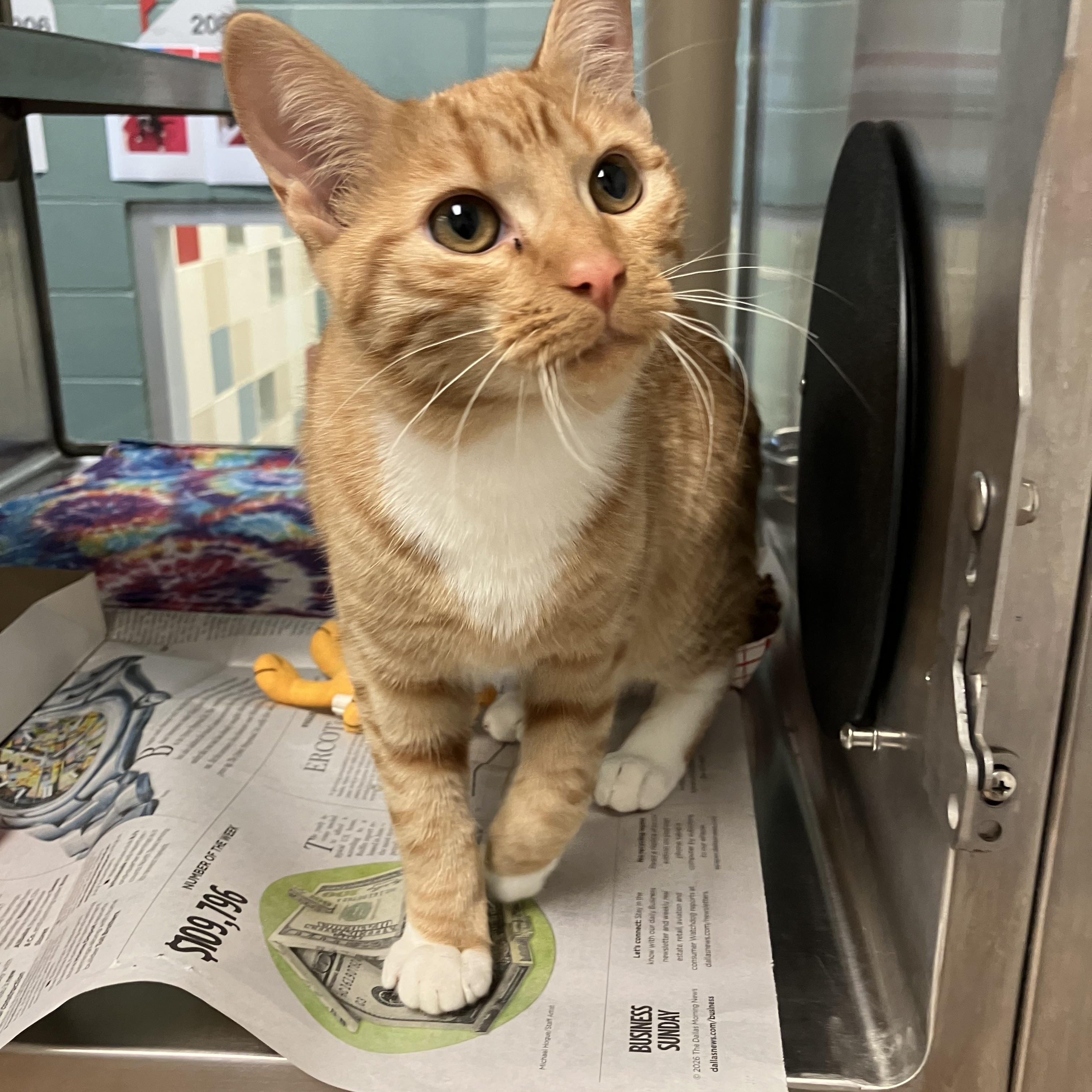 Enlarge Marsha A220160, a Adopted Domestic Short Hair in Plano, TX image 2/2