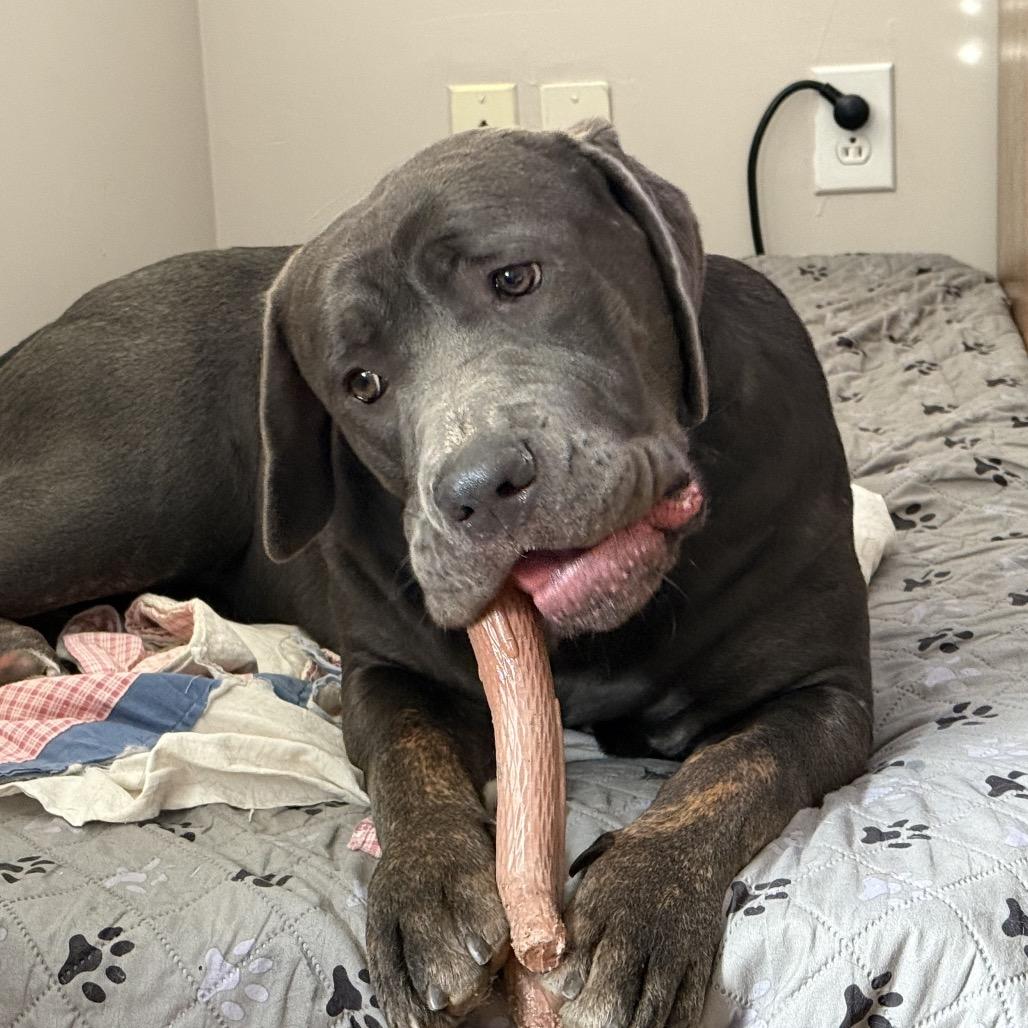 Enlarge Blossom, a Adoptable Cane Corso in Farmersville, OH image 1/2